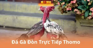 Đá Gà Đòn Trực Tiếp Thomo