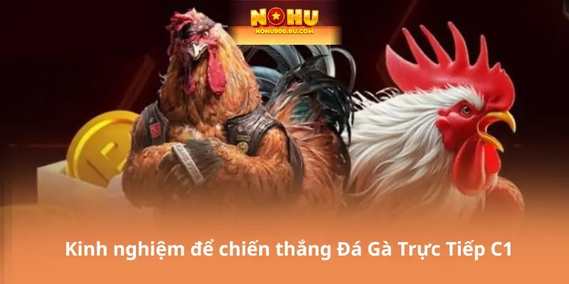 Kinh nghiệm để chiến thắng Đá Gà Trực Tiếp C1