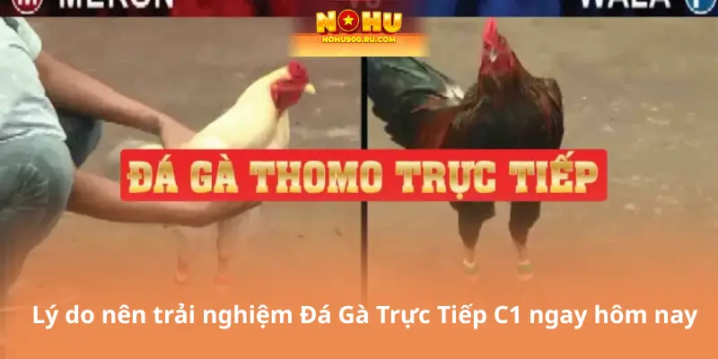 Lý do nên trải nghiệm Đá Gà Trực Tiếp C1 ngay hôm nay